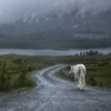 White Horse in Connemara.jpg. Keywords: Andy Morley;??????????????????????????????????????????????????????????????????????